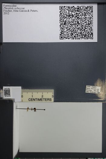 Media type: image;   Entomology 740144